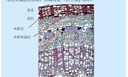 保和丸是什么样子的图片专区_保和丸的图片专区_保和丸图片瓶装网